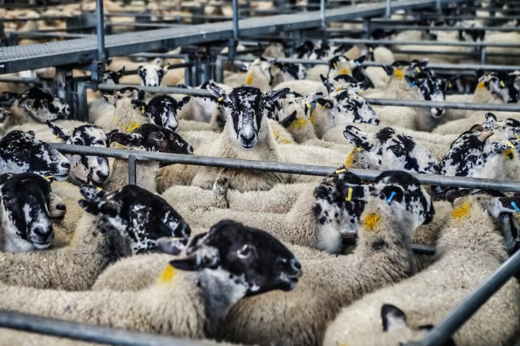 A picture of sheep in small pens