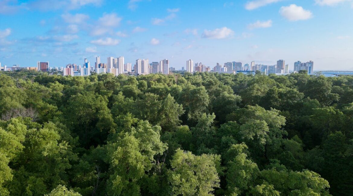 A picture of a forest of trees with a city visible in the background