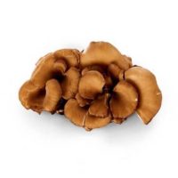 Organic Maitake Mushroom